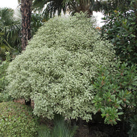 Vente Arbustes à feuillage persistant - Pittosporum tenuifolium variegatum