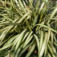 Lin de Nouvelle-Zélande tricolore - Phormium tricolor - Plantes méditerranéennes