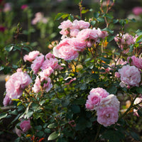 Rosier Bonica 82® - Rosa Bonica 82 ® - Bakker