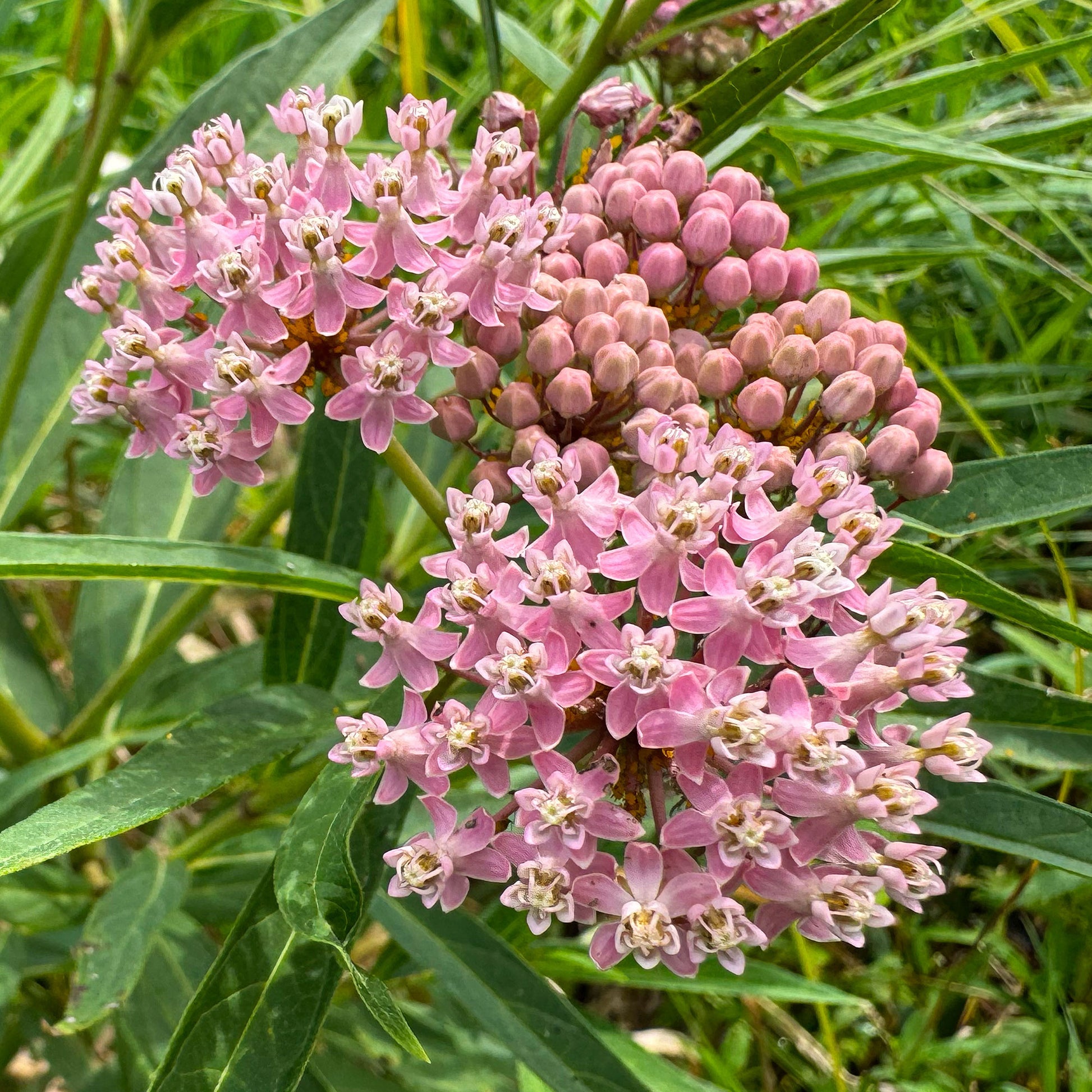 3 Asclépiades incarnata - Asclepias incarnata - Bakker