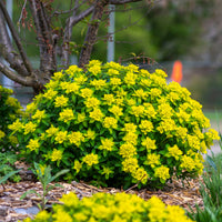 Euphorbe polychrome - Bakker