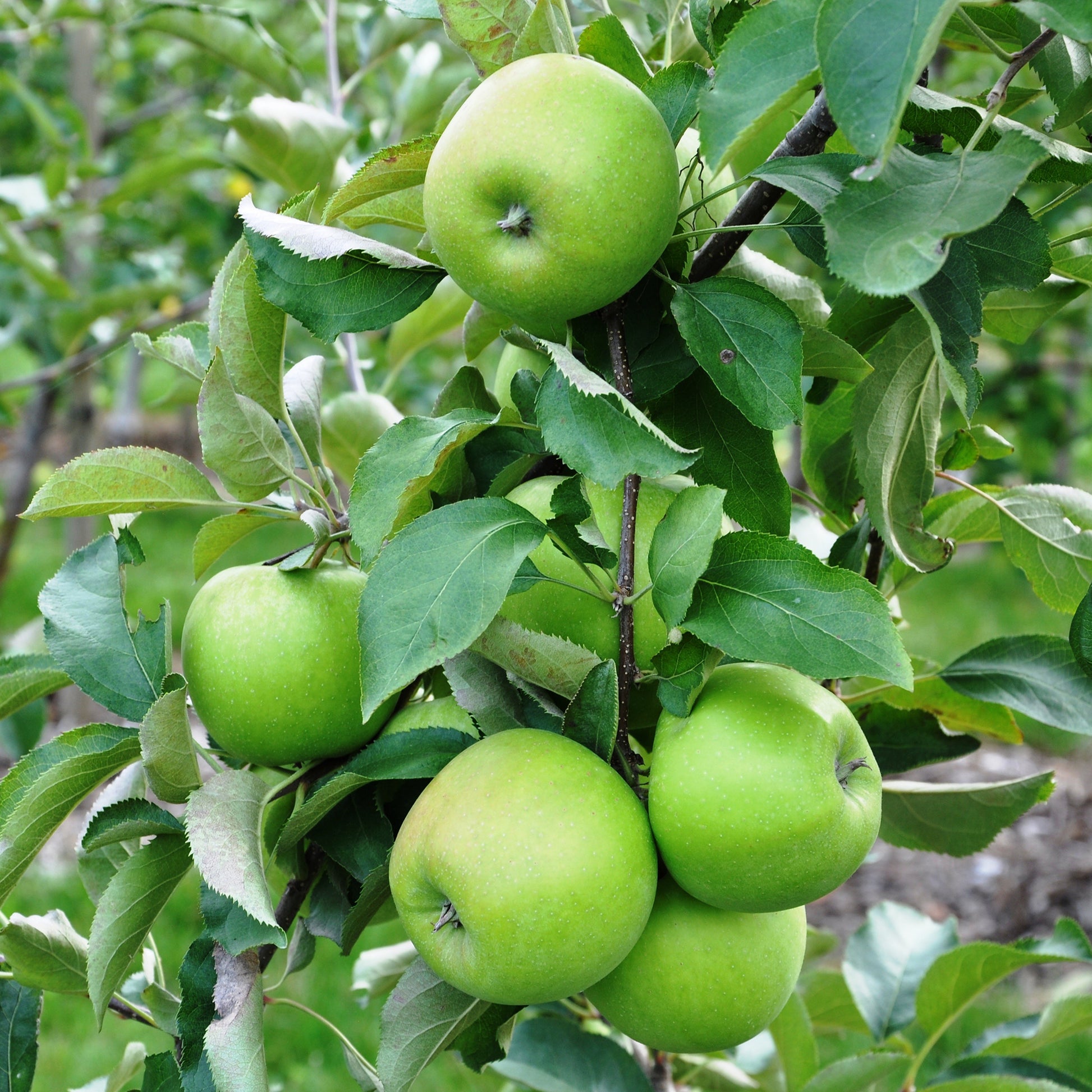 Pommiers - Pommier Granny Smith - Malus domestica 'granny smith'