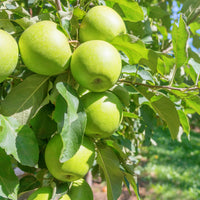 Malus domestica 'granny smith' - Pommier Granny Smith - Pommiers