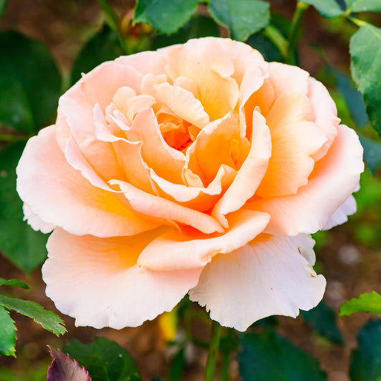 Rosier  Just Joey ® - Bakker
