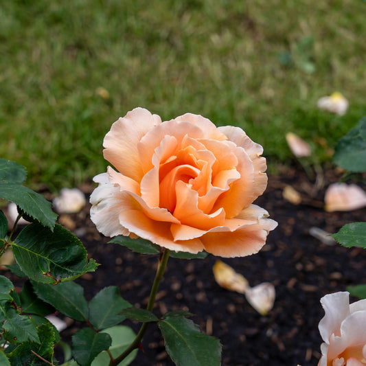 Rosier Just Joey ® - Bakker