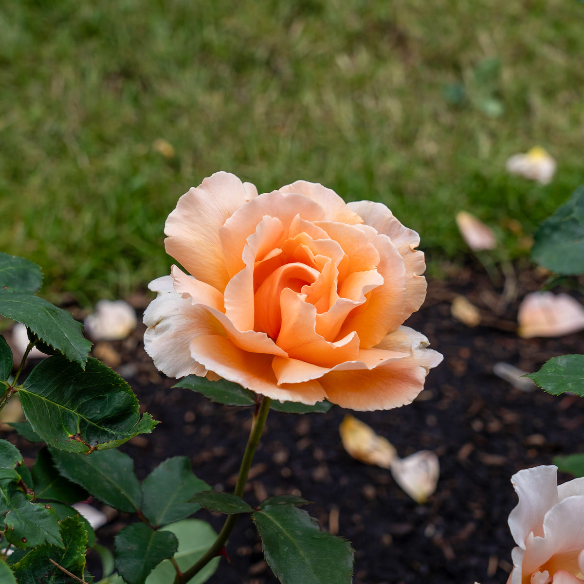 Rosier  Just Joey ® - Rosa just joey ® - Bakker
