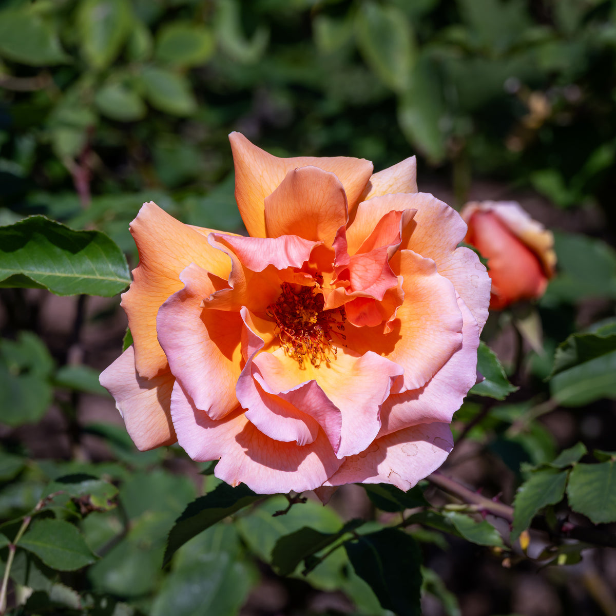 Vente Rosier  Just Joey ® - Rosa just joey ®