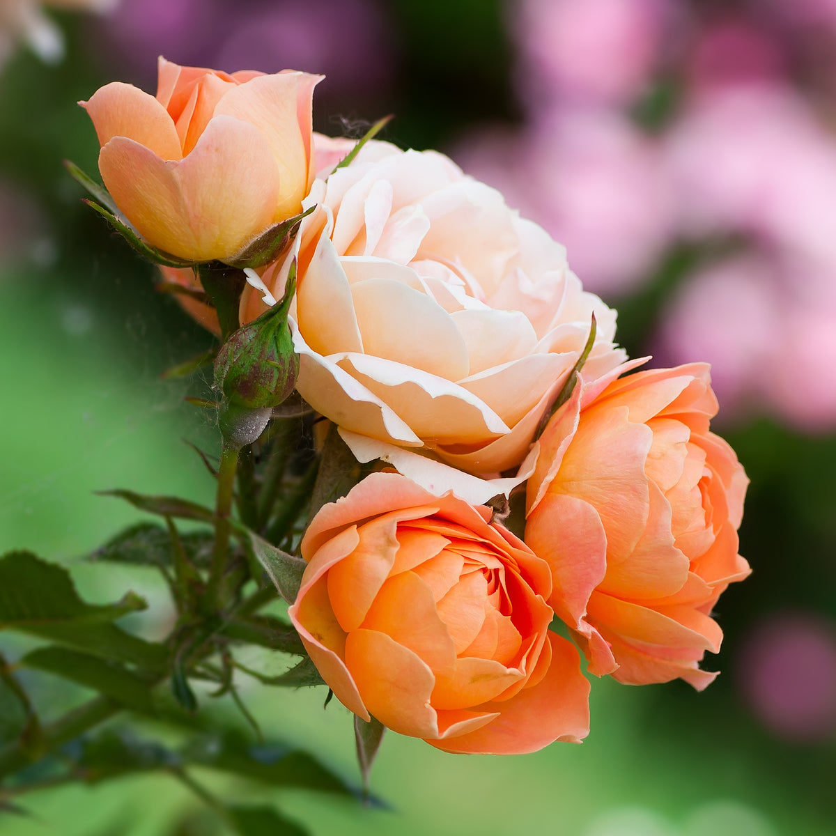 Rosa sweet dream ® - Rosier  Sweet Dream ® - Rosiers