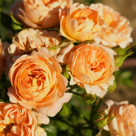Rosier Sweet Dream ® - Bakker