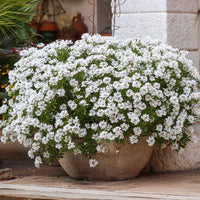 Corbeille d'argent Schneeflocke - Iberis - Bakker