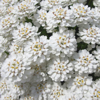 Corbeille d'argent Schneeflocke - Iberis - Iberis sempervirens 'snowflake' - Bakker