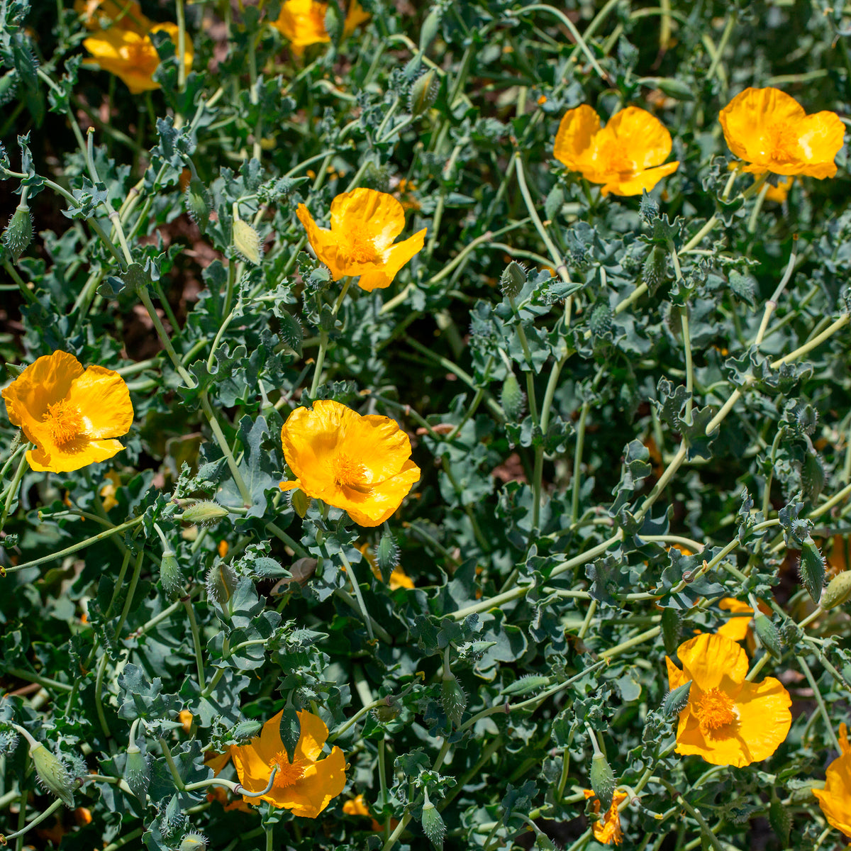 Glaucium flavum - Glaucium flavum - Bakker