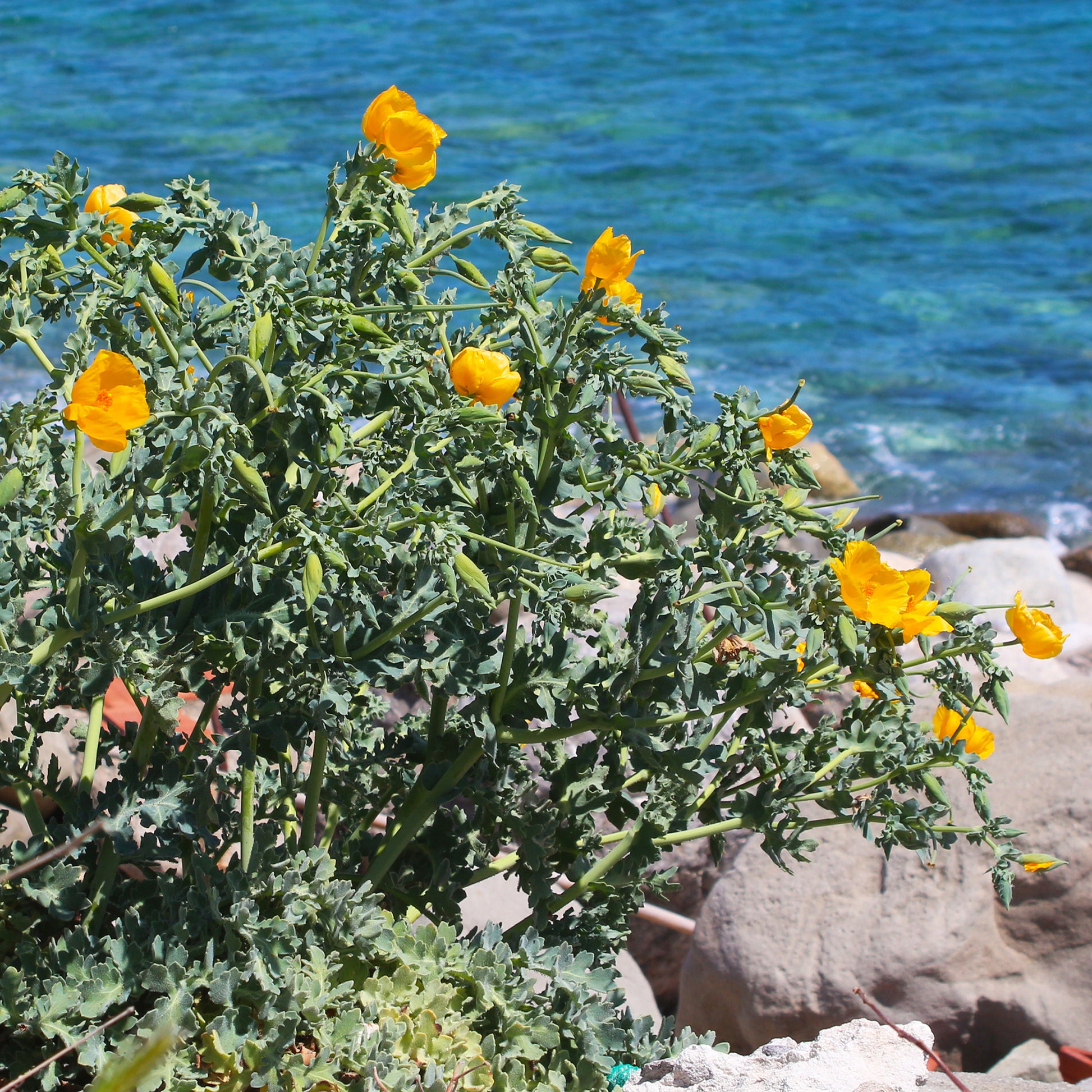 Plantes vivaces - Glaucium flavum - Glaucium flavum