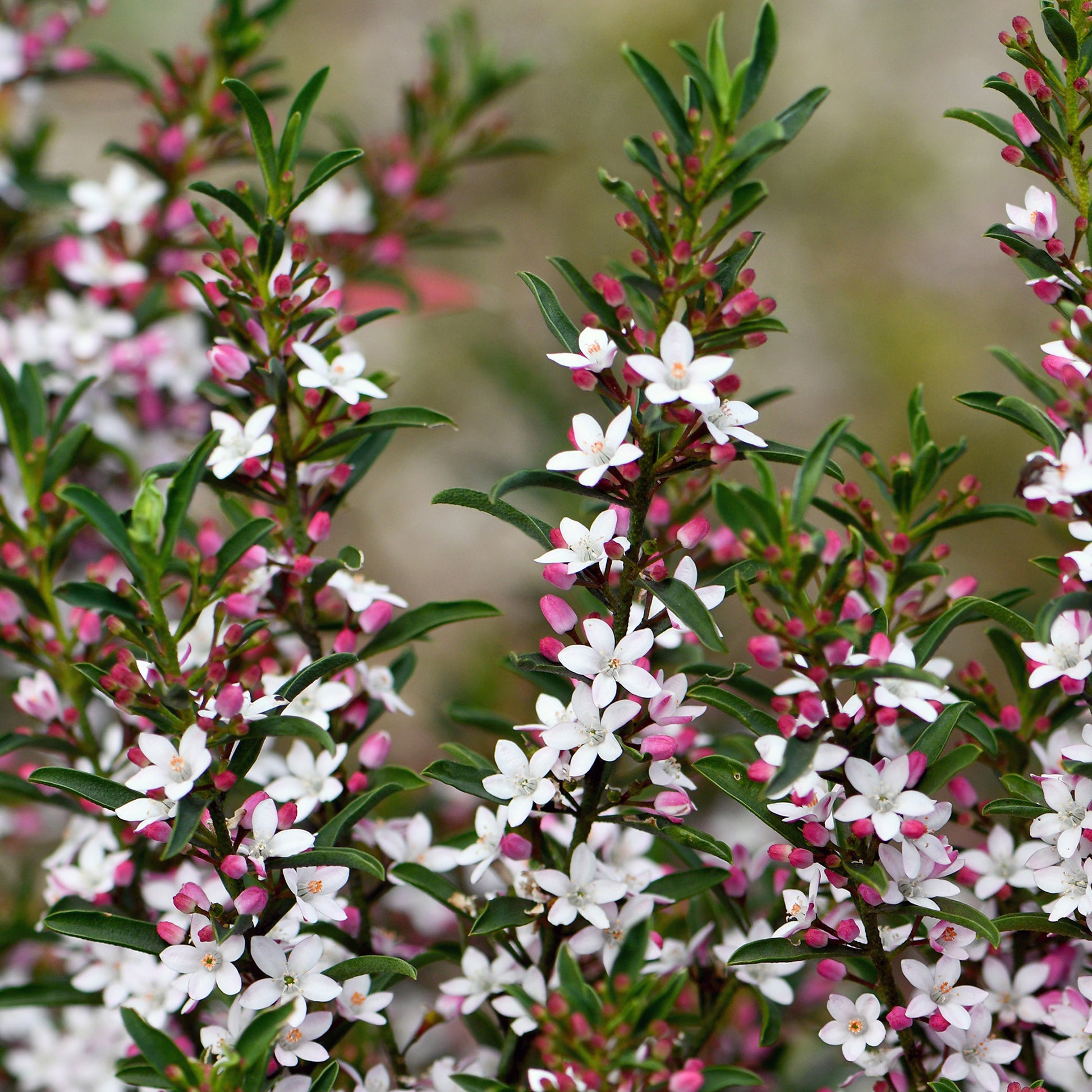 Fleur de cire à longues feuilles - Eriostemon myoporoides (philotheca) - Bakker