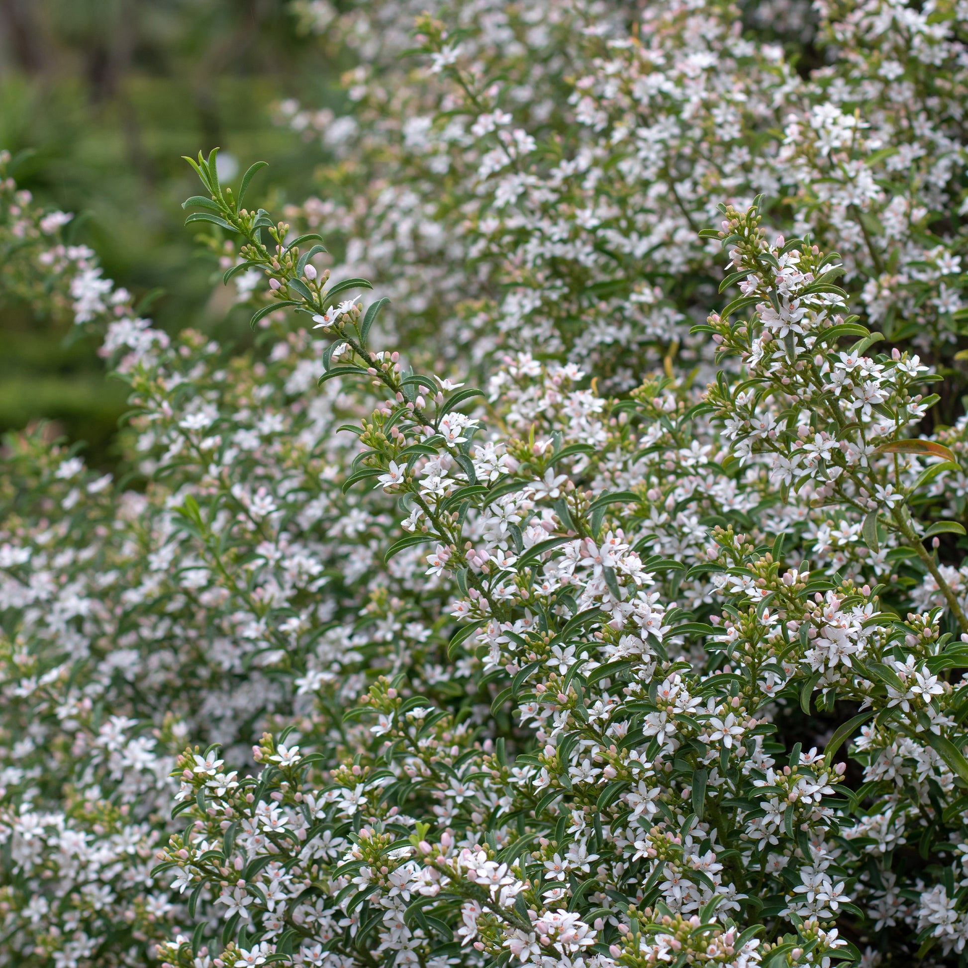 Eriostemon myoporoides (philotheca) - Fleur de cire à longues feuilles - Arbustes