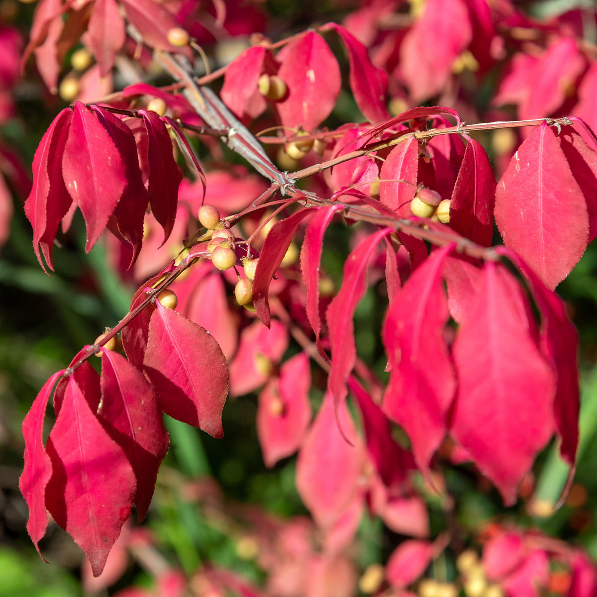 Fusain de Chine Euonymus phellomanus - Euonymus phellomanus - Bakker