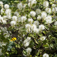 Grand fothergille - Fothergilla major - Bakker