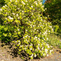Plantes de terrasses et balcons - Grand fothergille - Fothergilla major