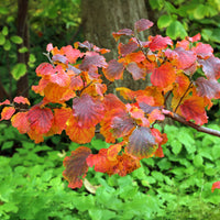 Grand fothergille - Fothergilla major - Bakker