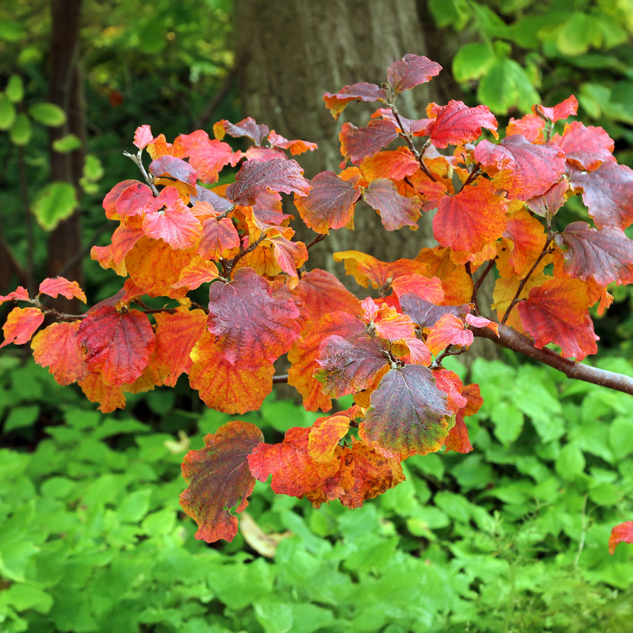 Grand fothergille - Fothergilla major - Bakker