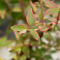 Hypericum x moserianum 'tricolor' - Millepertuis de Moser Tricolor - Arbustes