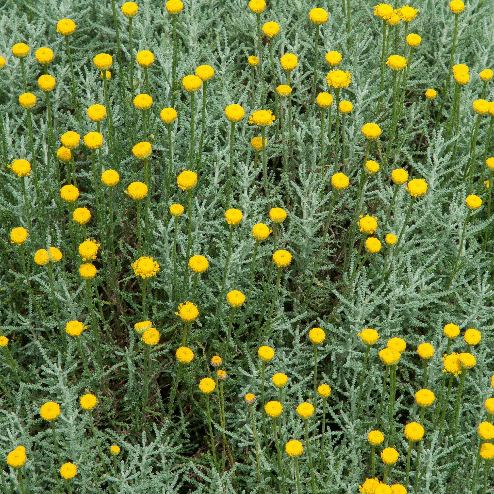 Santolina chamaecyparissus - Santoline argentée - 