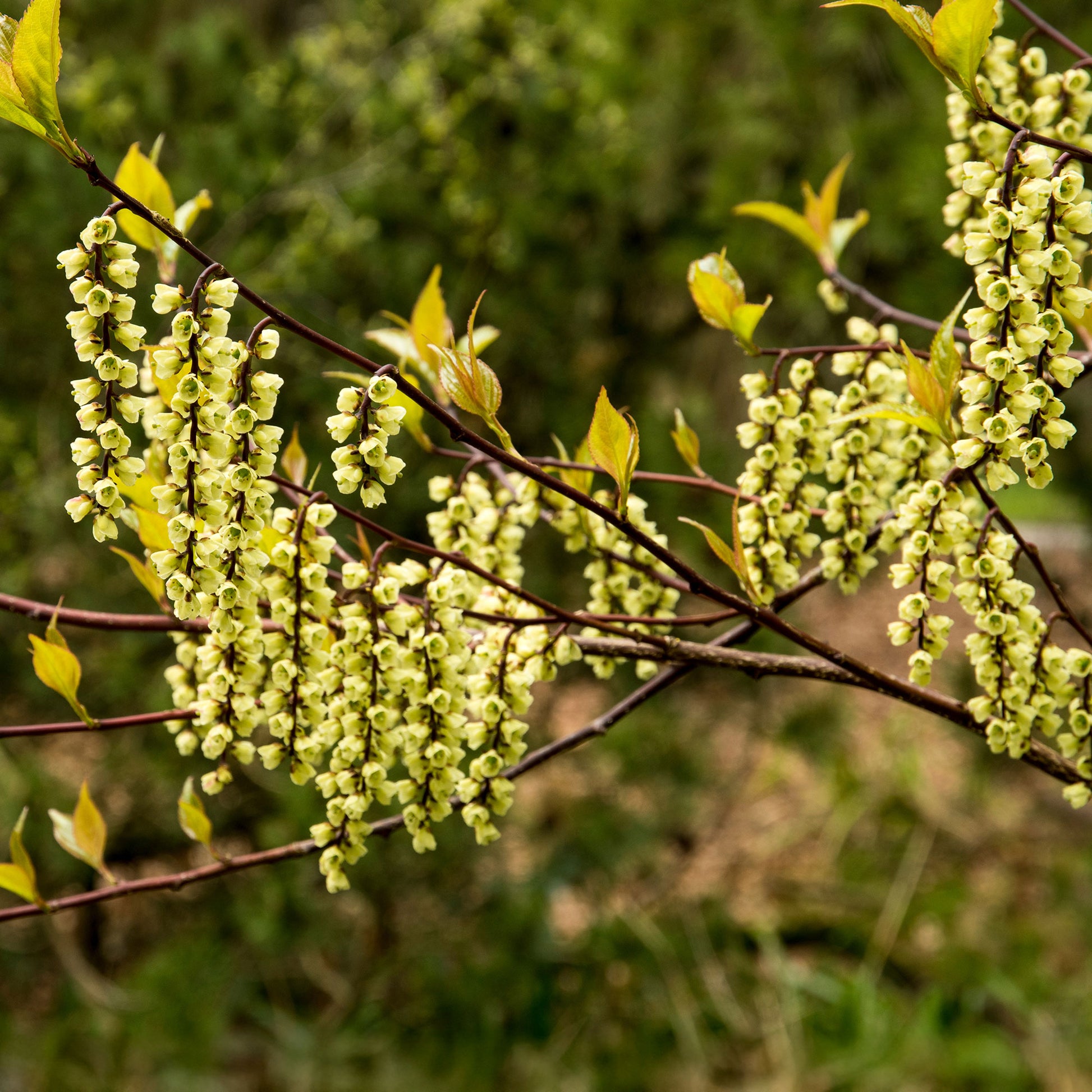 Stachyurus chinensis Joy Forever - Stachyurus chinensis Joy Forever - Plantes de terrasses et balcons