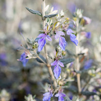 Teucrium fruticans 'azureum' - Germandrée arbustive Azureum - Plantes vivaces