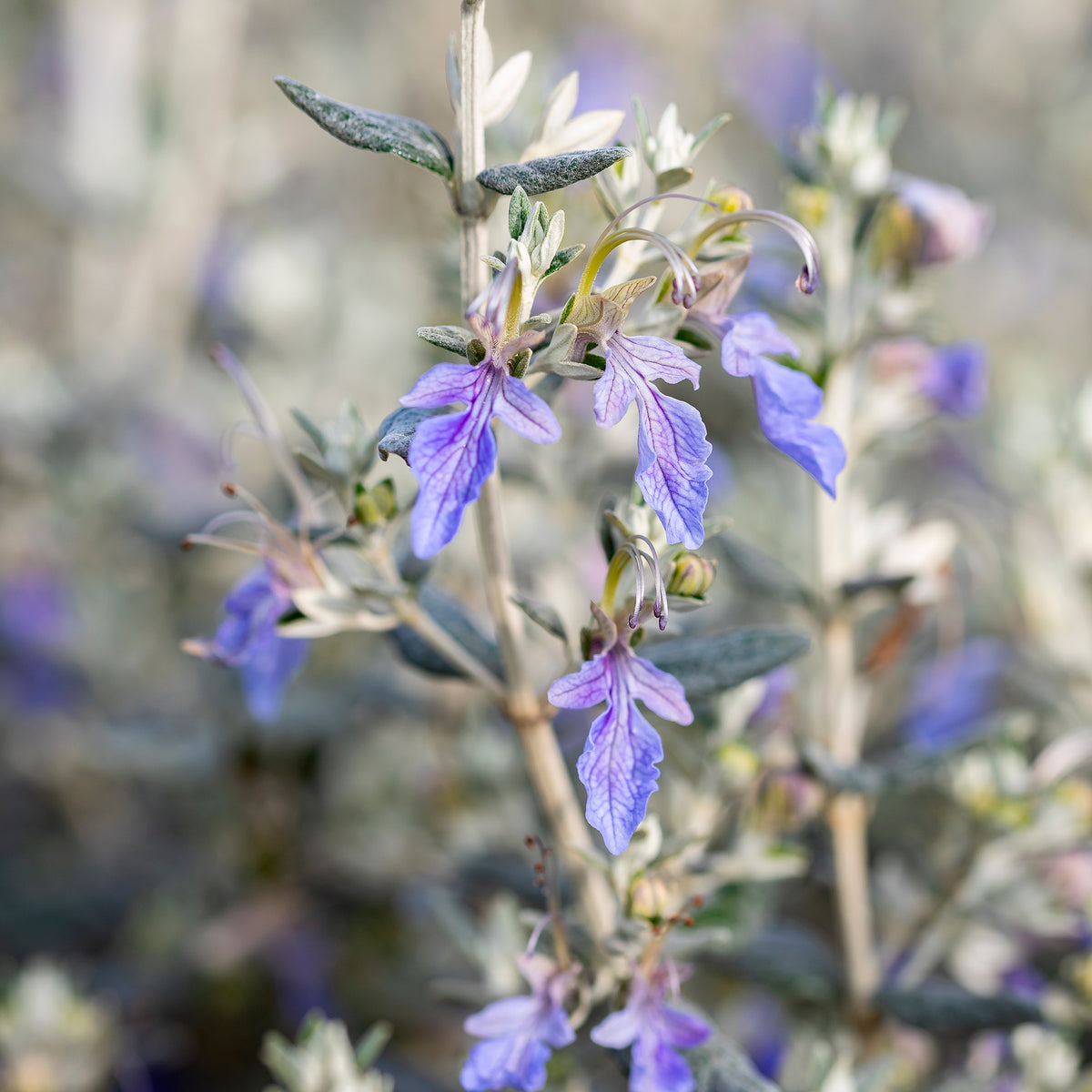 Teucrium fruticans 'azureum' - Germandrée arbustive Azureum - Plantes vivaces