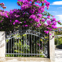 Bougainvillea 'violet de mèze' - Bougainvillier rustique Violet de Mèze - Bougainvillier