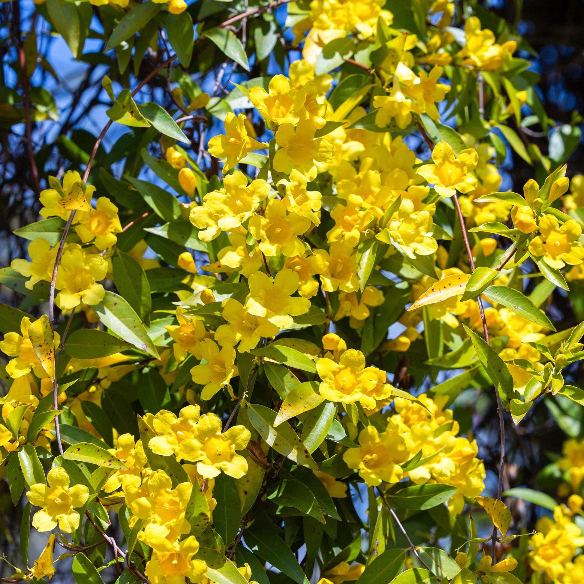 Gelsemium sempervirens - Gelsemium sempervirens - Plantes grimpantes