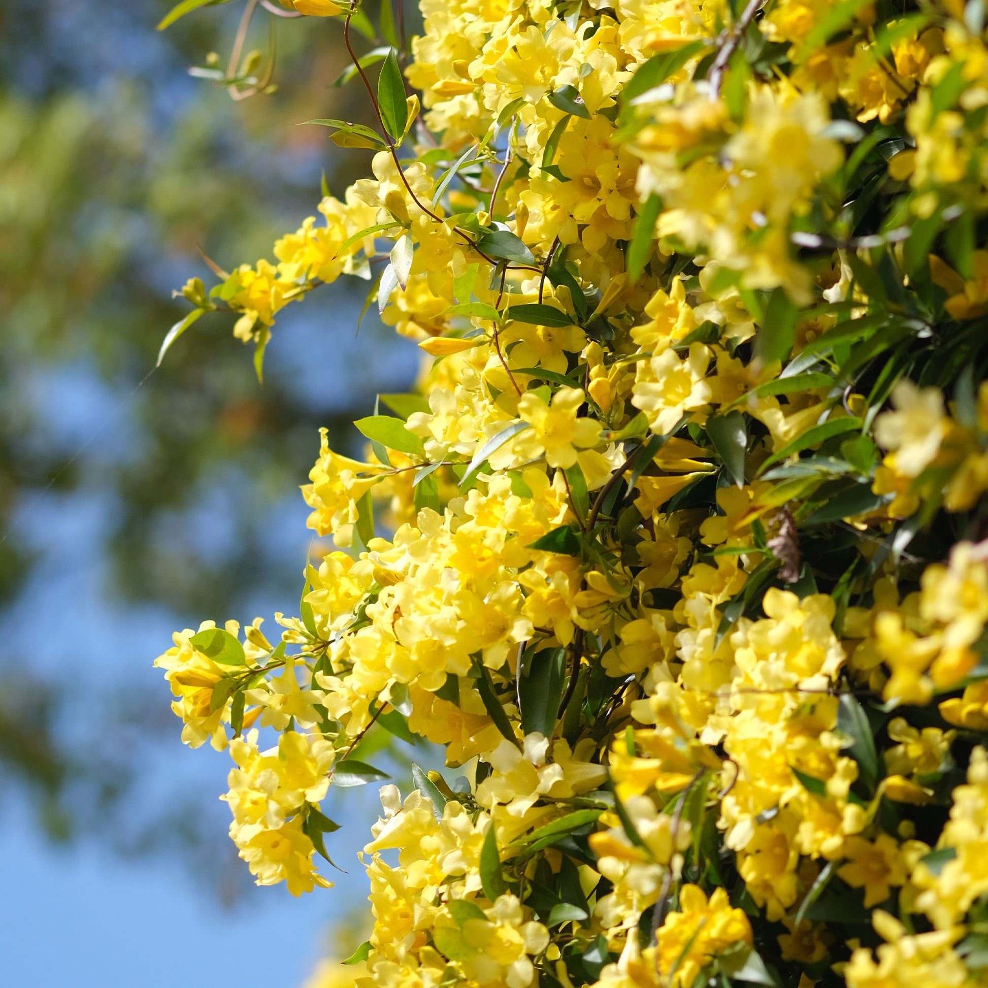 Gelsemium sempervirens - Plantes grimpantes - Bakker