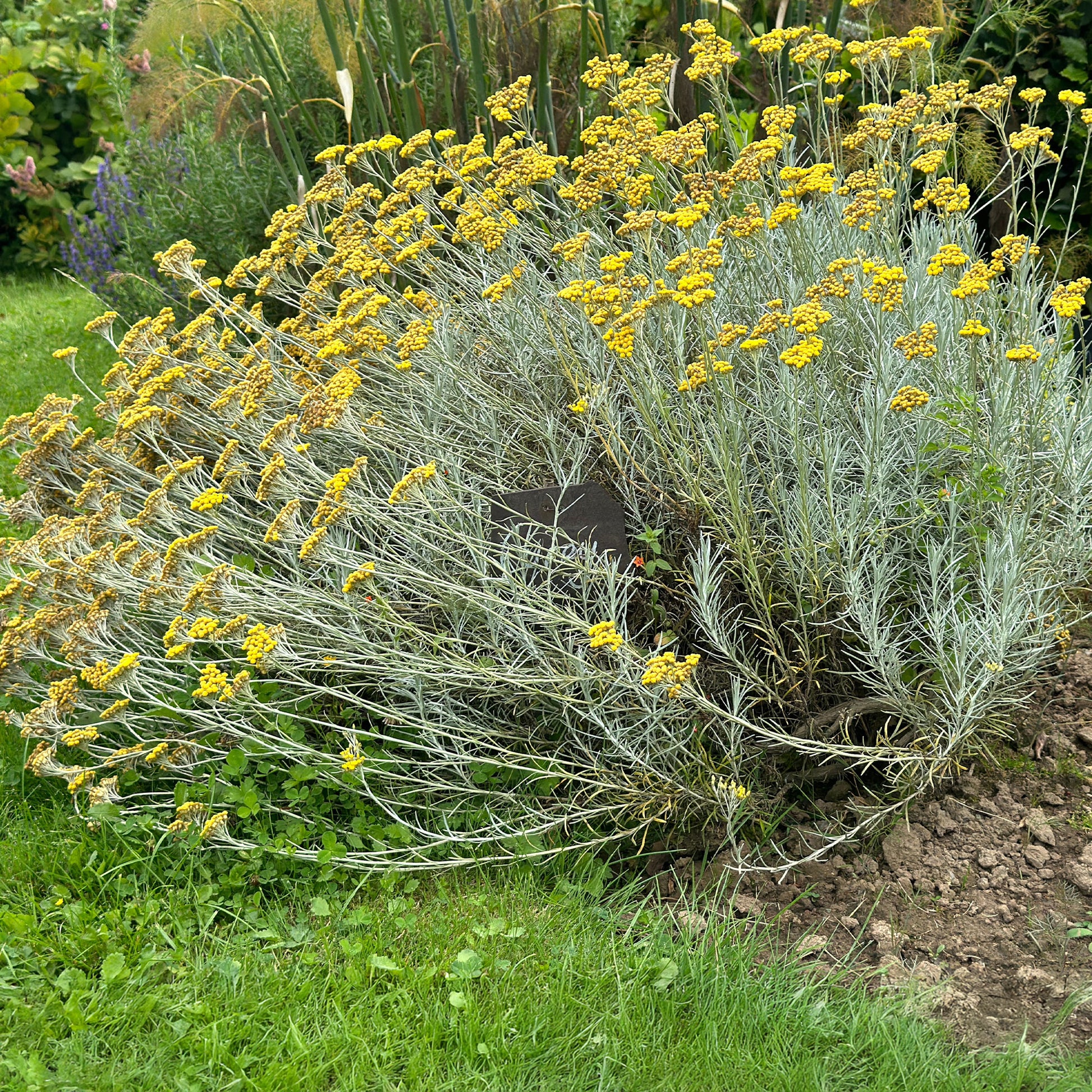 Herbe à curry  - Helichrysum italicum subsp. serotinum - Bakker