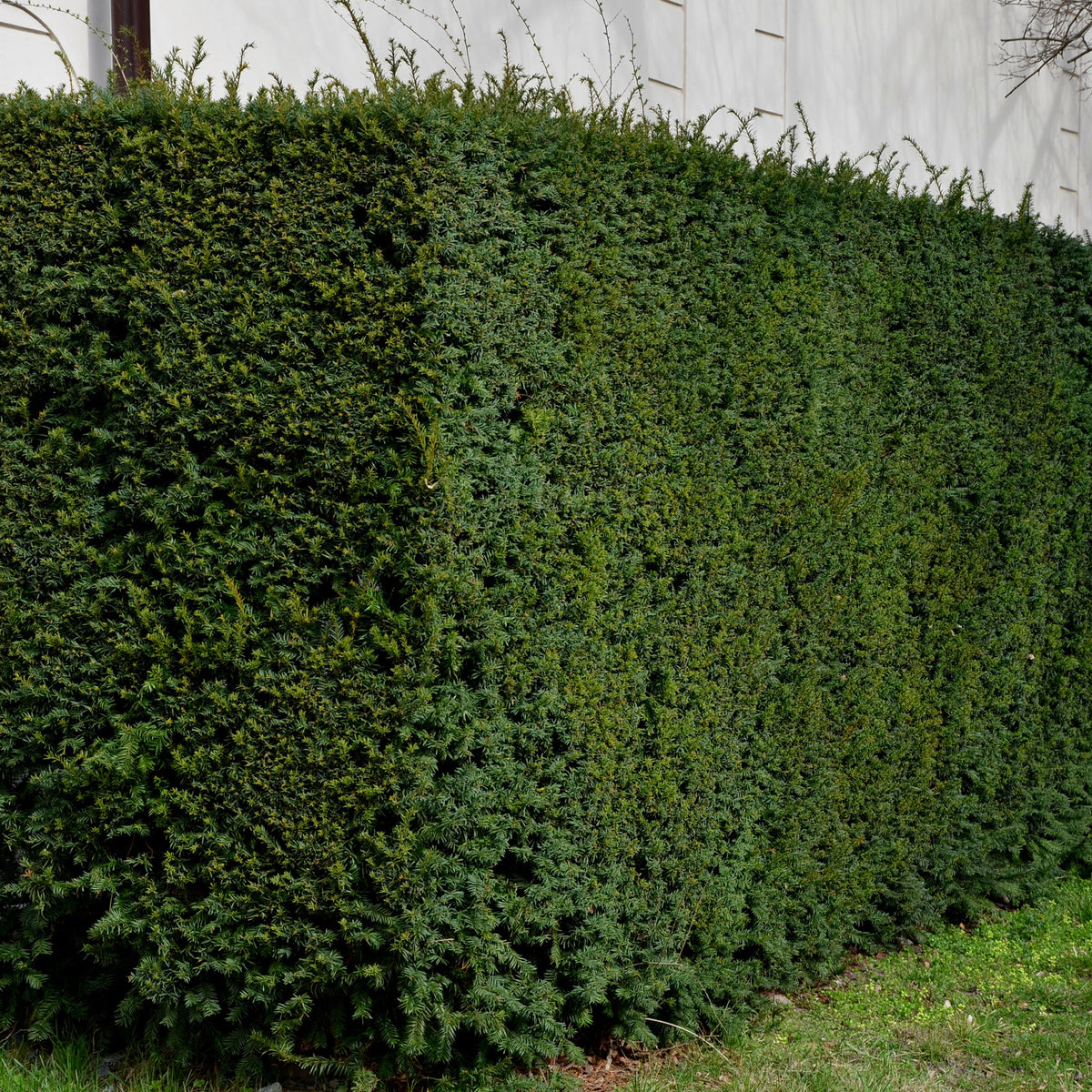 Arbustes de haie - If commun - Taxus baccata