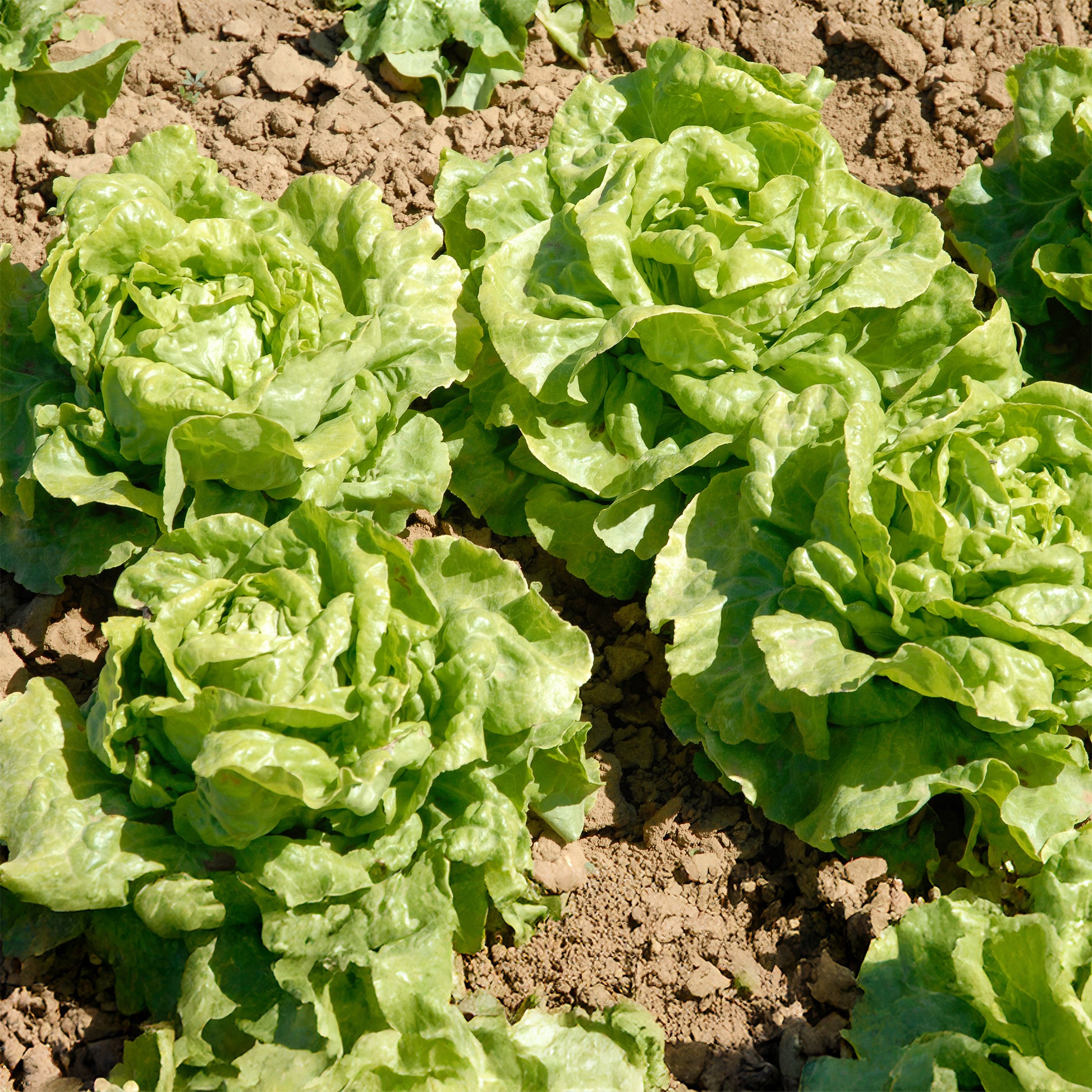 6 Plants de Laitue pommée Novappia - Lactuca sativa 'novappia' - Bakker