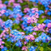 Myosotis des Alpes en mélange - Myosotis alpestris - Bakker