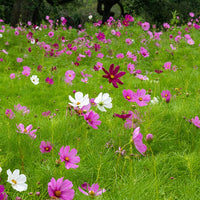 Cosmos sensation en mélange - Cosmos Sensation en mélange - Graines de fleurs comestibles