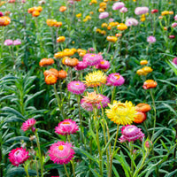 Immortelle à grosses fleurs en mélange - Xerochrysum bracteatum - Bakker