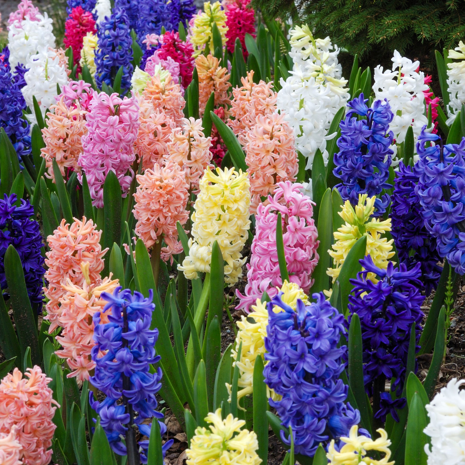Jacinthes en mélange - Hyacinthus orientalis - Bakker