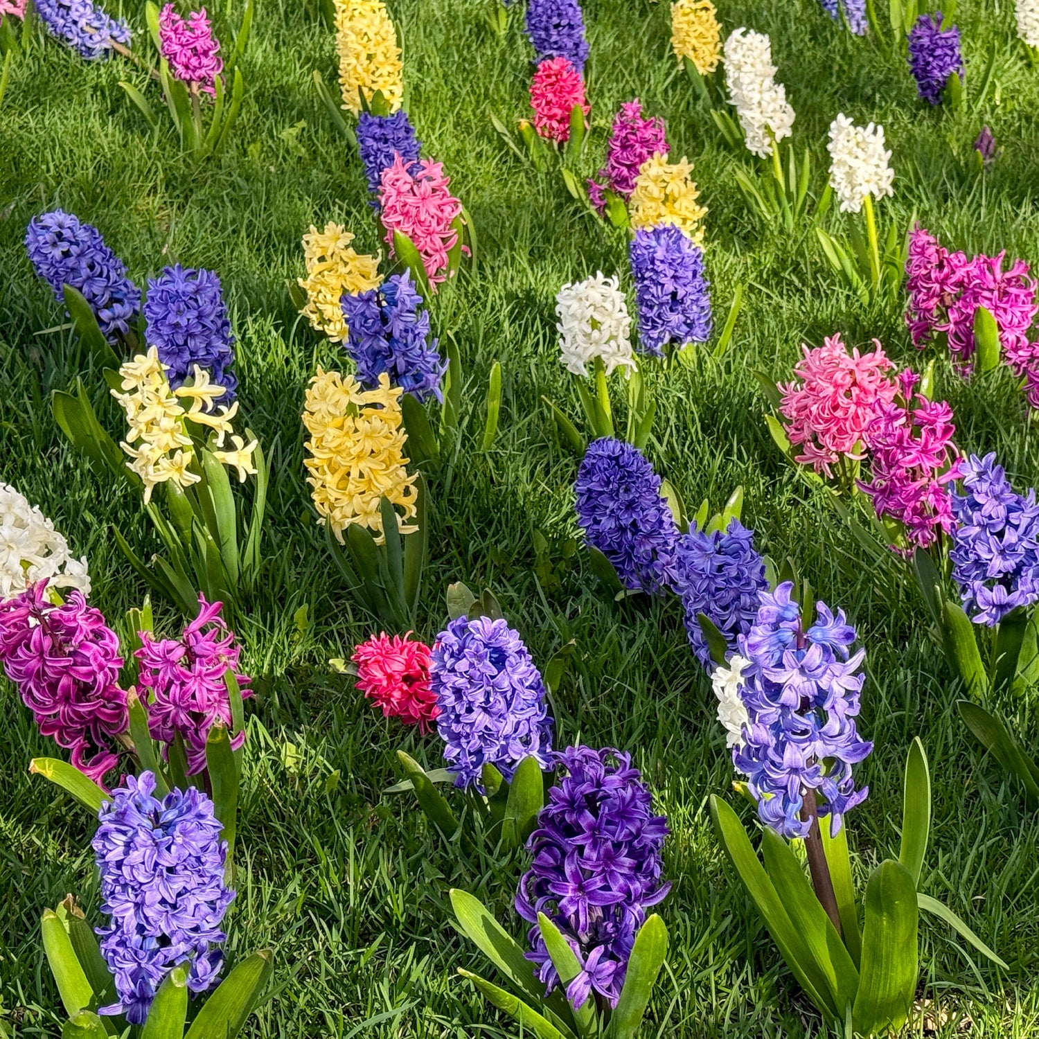 Bulbes de Jacinthe