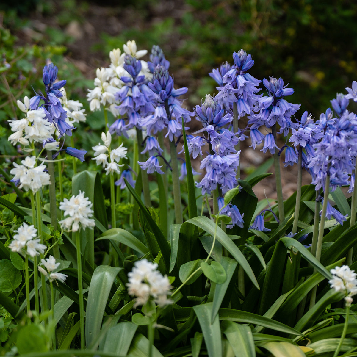 5 Jacinthes des bois en mélange