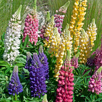 5 Lupin Russell en mélange - Bakker