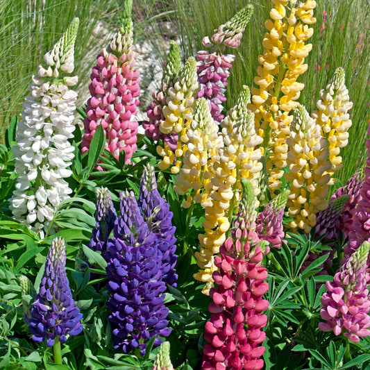 5 Lupin Russell en mélange - Bakker