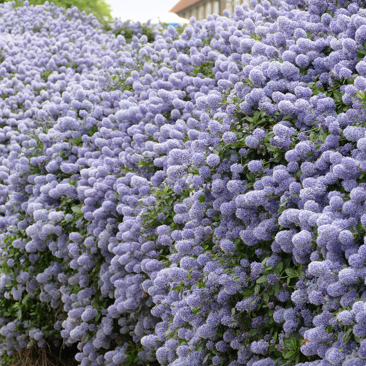 Céanothe Victoria ou Lilas de Californie