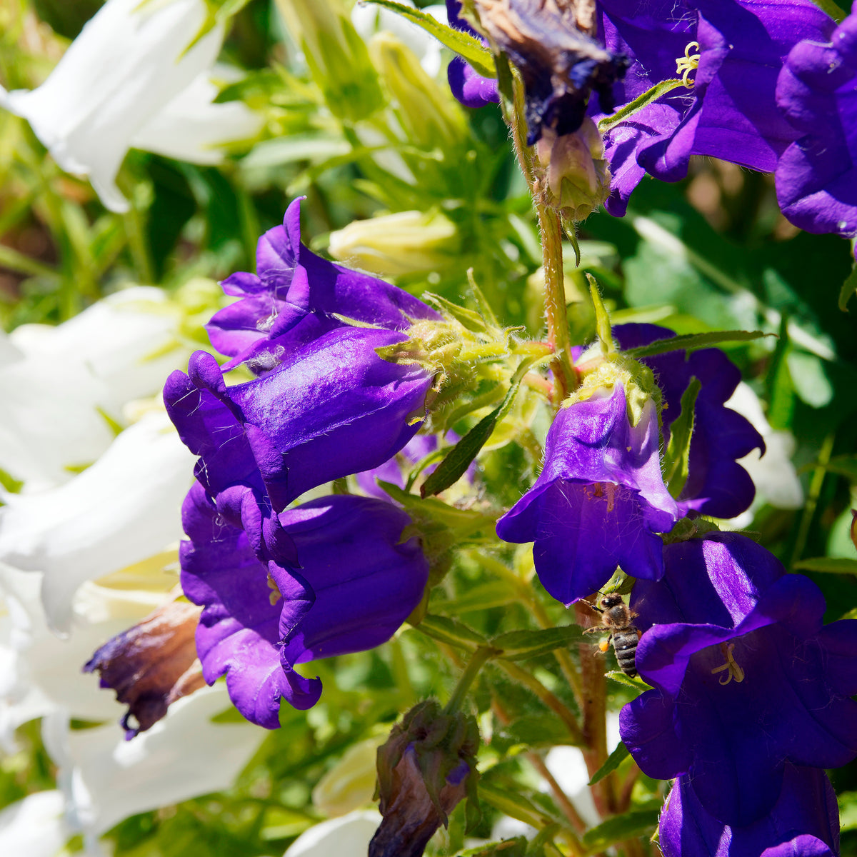 Campanula medium carillon - 2 Campanules Carillon en mélange - Campanules