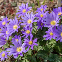 Anemone blanda Blue Shades - 30 Anémones de Grèce Blue Shades - Bulbes d'Anémone