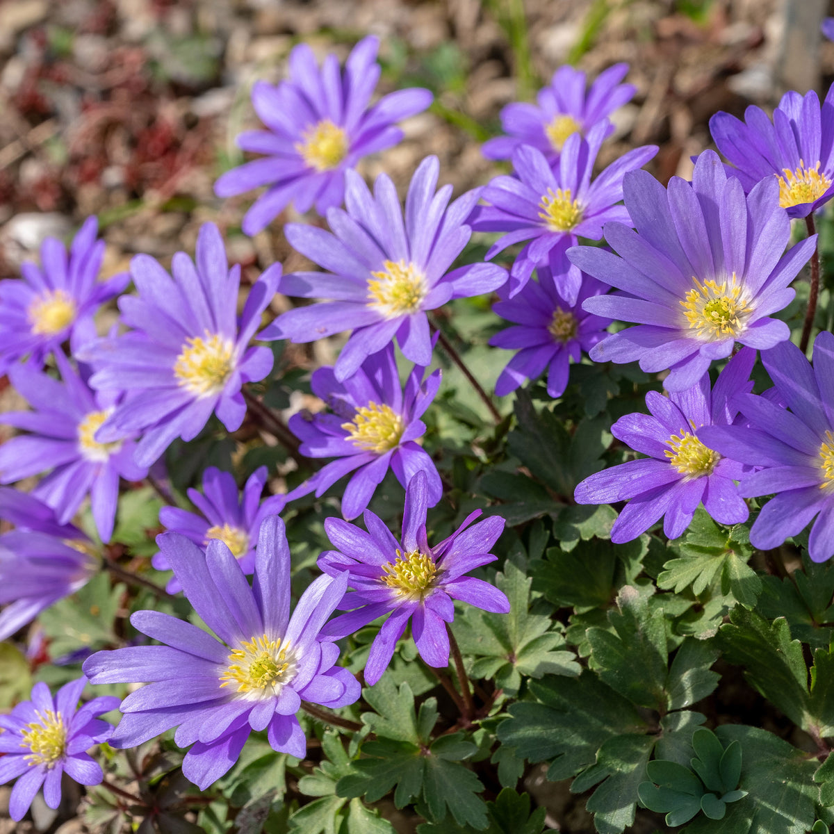Anemone blanda Blue Shades - 30 Anémones de Grèce Blue Shades - Bulbes d'Anémone