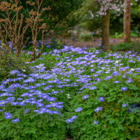 Bulbes d'Anémone - 30 Anémones de Grèce Blue Shades - Anemone blanda Blue Shades