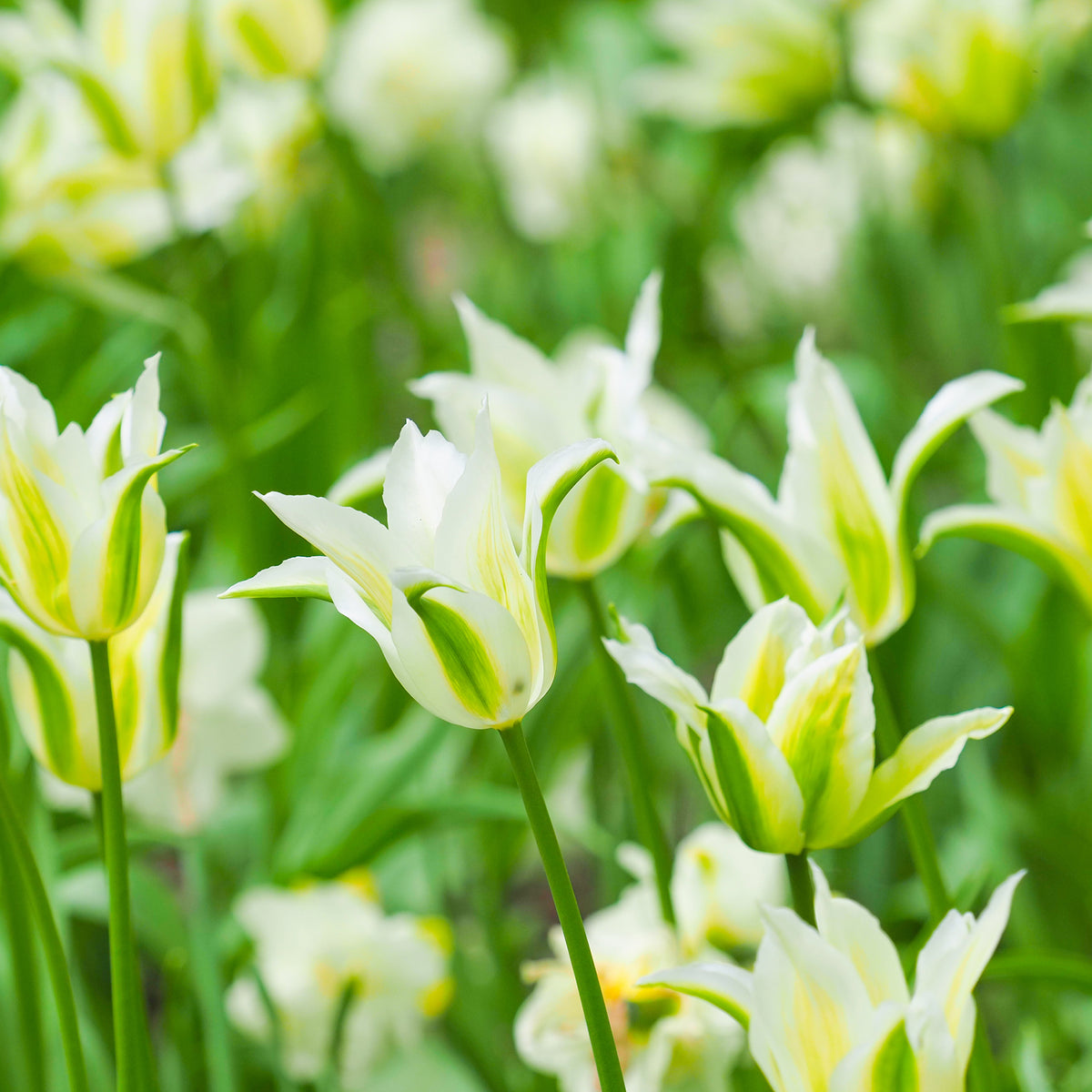 Tulipa greenstar - 10 Tulipes à fleurs de lis Greenstar - Bulbes de Tulipe