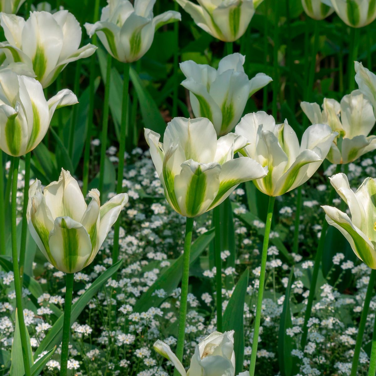 Bulbes de Tulipe - 10 Tulipes à fleurs de lis Greenstar - Tulipa greenstar